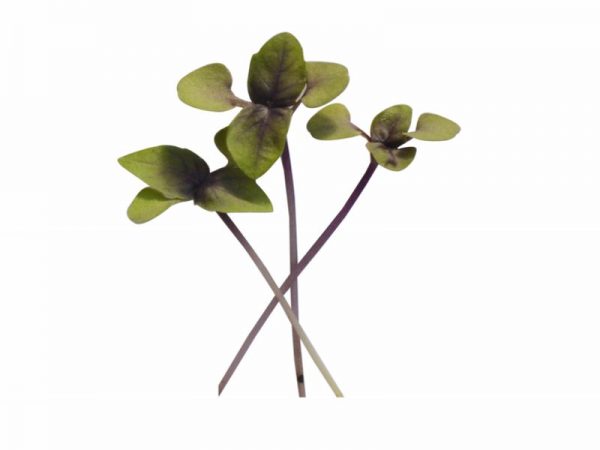 Purple Basil Microgreens